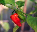 Habanero-chili 'Naga Jolokia'