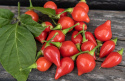 Habaneropeber 'Biquinho'