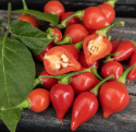 Habaneropeber 'Biquinho'