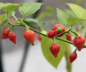 Habaneropeber 'Biquinho'
