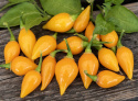 Habaneropeber 'Biquinho Amarela'