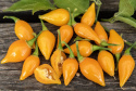 Habaneropeber 'Biquinho Amarela'