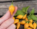 Habaneropeber 'Biquinho Amarela'