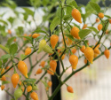 Habaneropeber 'Biquinho Amarela'