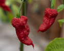 Habaneropeber 'Carolina Reaper'