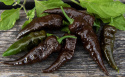 Habaneropeber 'Naga Black'