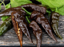 Habaneropeber 'Naga Black'