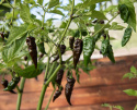 Habaneropeber 'Naga Black'