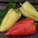 Peberfrugt 'Ferenc Tender'