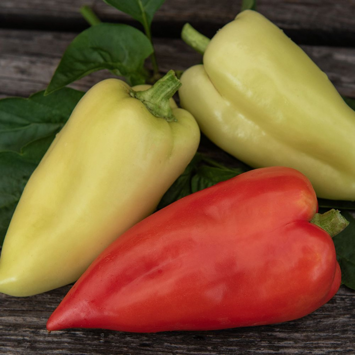 Peberfrugt 'Ferenc Tender'