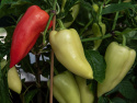 Peberfrugt 'Ferenc Tender'