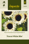 Solsikke F1 'Procut White Nite'
