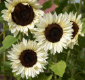 Solsikke F1 'Procut White Nite'