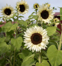 Solsikke F1 'Procut White Nite'