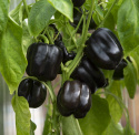 Paprika F1 'Mavras'
