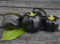 Paprika F1 'Mavras'