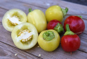 Tomatpaprika 'Ontara'