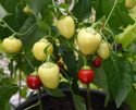 Tomatpaprika 'Ontara'
