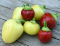 Tomatpaprika 'Ontara'