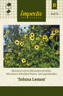 Miniature Solsikke 'Soluna Lemon'