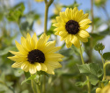 Miniature Solsikke 'Soluna Lemon'