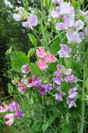 Ærteblomst 'Streamer'