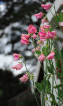 Ærteblomst 'Old Spice Miss Willmott'