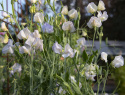 Ærteblomst 'Spencer Old Times'