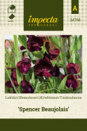 Ærteblomst 'Spencer Beaujolais'