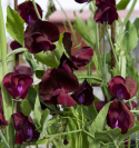 Ærteblomst 'Spencer Beaujolais'