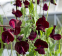 Ærteblomst 'Spencer Beaujolais'