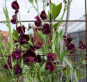 Ærteblomst 'Spencer Beaujolais'