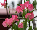 Ærteblomst 'Elegance Watermelon'