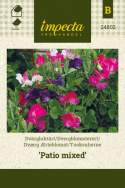Dværg Ærteblomst 'Patio Mixed'