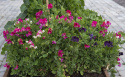 Dværg Ærteblomst 'Patio Mixed'