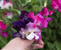 Dværg Ærteblomst 'Patio Mixed'