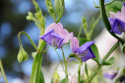 Ærteblomst 'Erewhon'