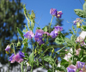 Ærteblomst 'Erewhon'