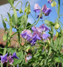 Ærteblomst 'Erewhon'