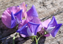 Ærteblomst 'Erewhon'