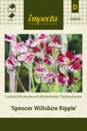 Ærteblomst 'Spencer Wiltshire Ripple'