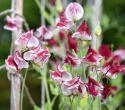 Ærteblomst 'Spencer Wiltshire Ripple'