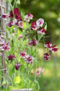 Ærteblomst 'Spencer Wiltshire Ripple'