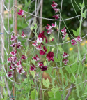 Ærteblomst 'Spencer Wiltshire Ripple'