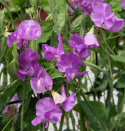 Ærteblomst 'Spring Sunshine Mauve'