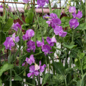 Ærteblomst 'Spring Sunshine Mauve'