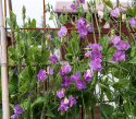 Ærteblomst 'Spring Sunshine Mauve'