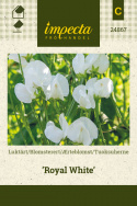 Ærteblomst 'Royal White'