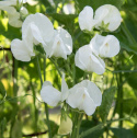 Ærteblomst 'Royal White'