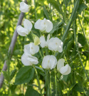 Ærteblomst 'Royal White'